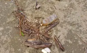 microplasticos-brasil-750