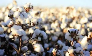 forma-sustentavel-de-produzir-algodao