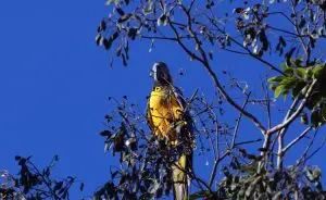 sustentabilidade ambiental