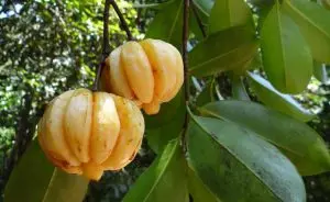 garcinia-cambogia