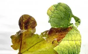 economia sustentável