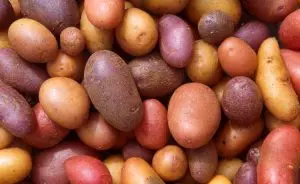 batatas de varias cores