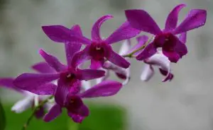 Orquídeas
