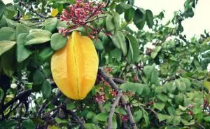 carambola