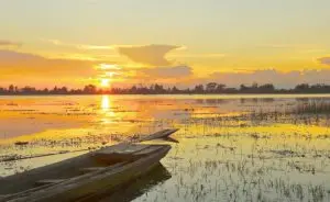 Suicídio ecológico