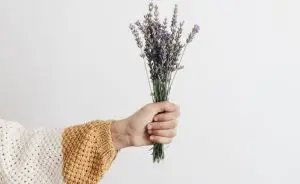 plantas que precisam de pouca água