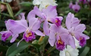 orquídeas