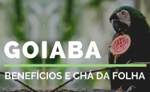 goiaba