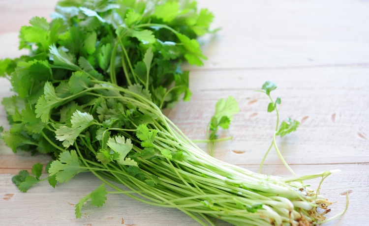 Coentro: benefícios das folhas e sementes - eCycle