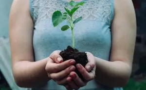 neutralizacao-de-carbono-empresas