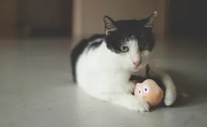 Brinquedo para gato