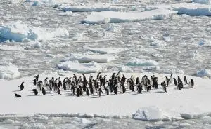Pinguins