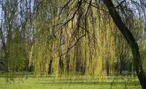 salgueiro-arvore