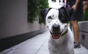 Entenda por que o cão é o melhor amigo do homem!