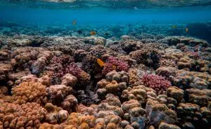 Branqueamento dos corais