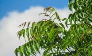 Como fazer óleo de neem