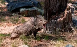 javali em floresta queimada
