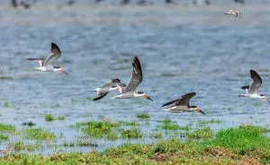 Unidade de conservação ambiental