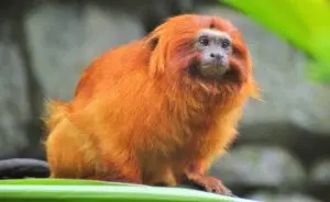 mico-leao-dourado