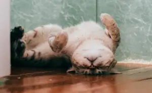 evolucao-videos-gatos