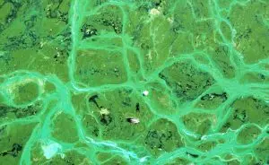 cianobacterias-plastico