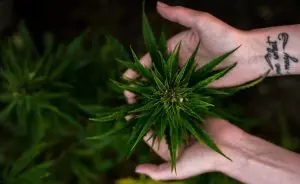 Mão segurando a planta cânhamo