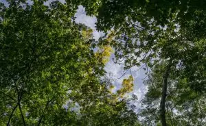 árvores vistas de baixo