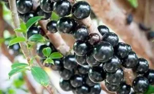jabuticaba