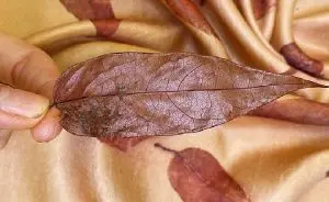 impressão botânica em tecidos