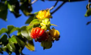 Frutas nativas do brasil