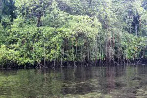 como-preservar-o-meio-ambiente