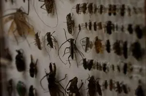 coleções biológicas