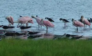 como-conservar-o-meio-ambiente