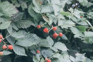 salmonberry