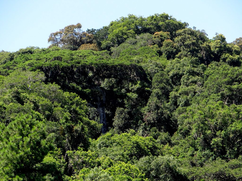 Floresta tropical