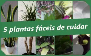 plantas