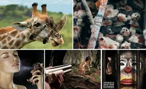 propagandas ambientais