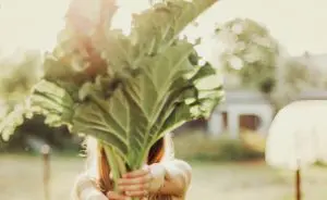 Alimentos ricos em fibras