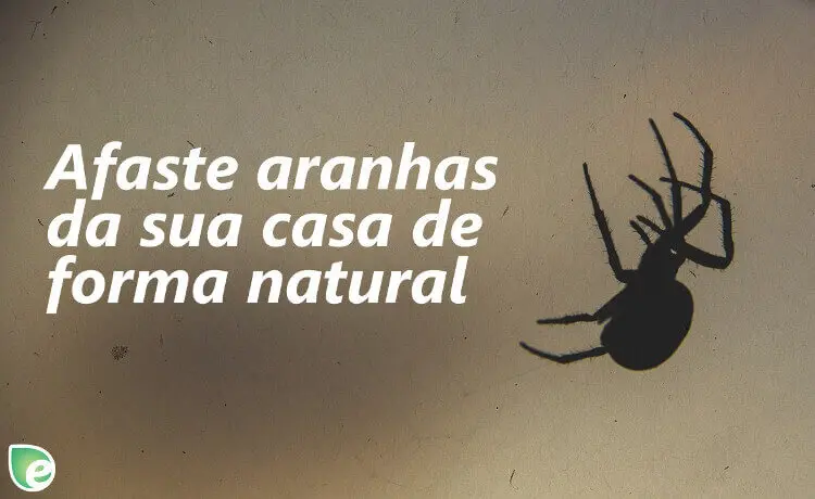 Vídeo do Cavalo do Cão matando uma Aranha