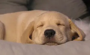 cachorro-relaxado-dormingo-labrador-750