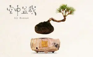 Air Bonsai