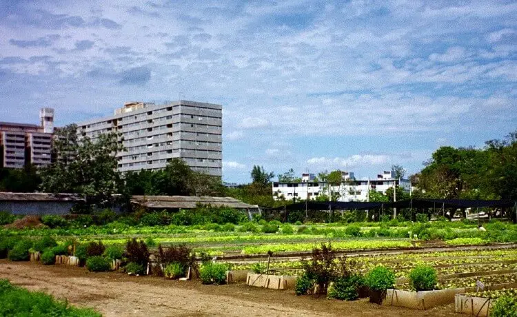 Horta urbana fc