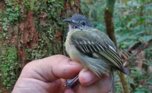 passarinho-amazônia