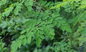 Moringa oleifera