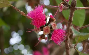 Flor de jambo no Jardim Botânico do Rio de Janeiro