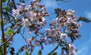 Paulownia-tormentosa