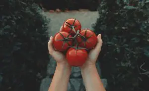 Alergia-a-tomate