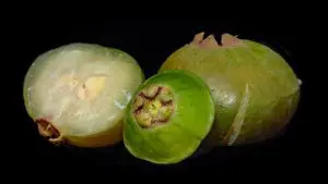 Frutas da Mata Atlântica
