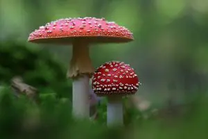 O maior cogumelo que eu já colhi na vida 