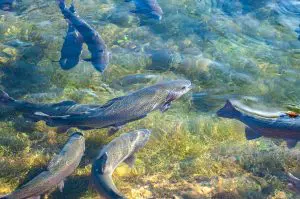 Espécies indicadoras